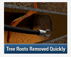 Tree Root Intrusions Yennora